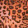 LEOPARD LASSO