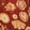 CORALS BURGUNDY