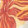 RED SEAWEED
