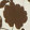 CHOCOLATE FLORAL