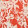 AMAZONIA CORAL